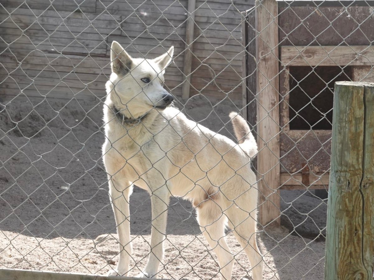 Kaffeepause bei den&nbsp;Huskys