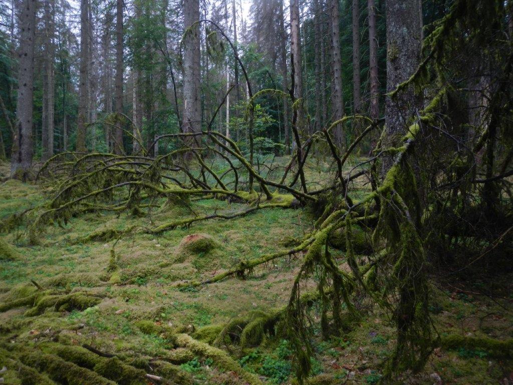 Dieses Bild hat ein leeres alt-Attribut; sein Dateiname ist dscn9316.jpg