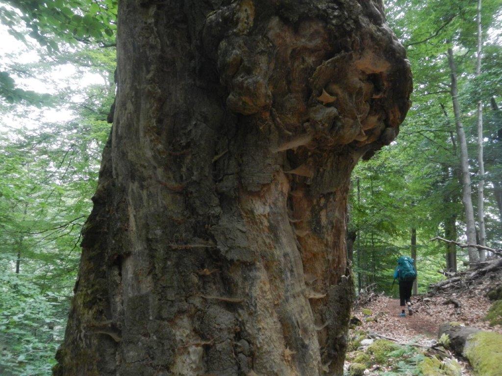 Dieses Bild hat ein leeres alt-Attribut; sein Dateiname ist dscn9284.jpg